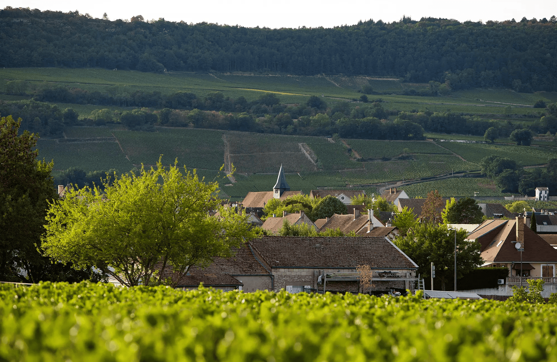 Domaine Leflaive