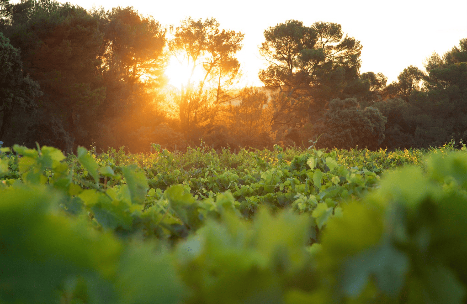 the story of Château Revelette
