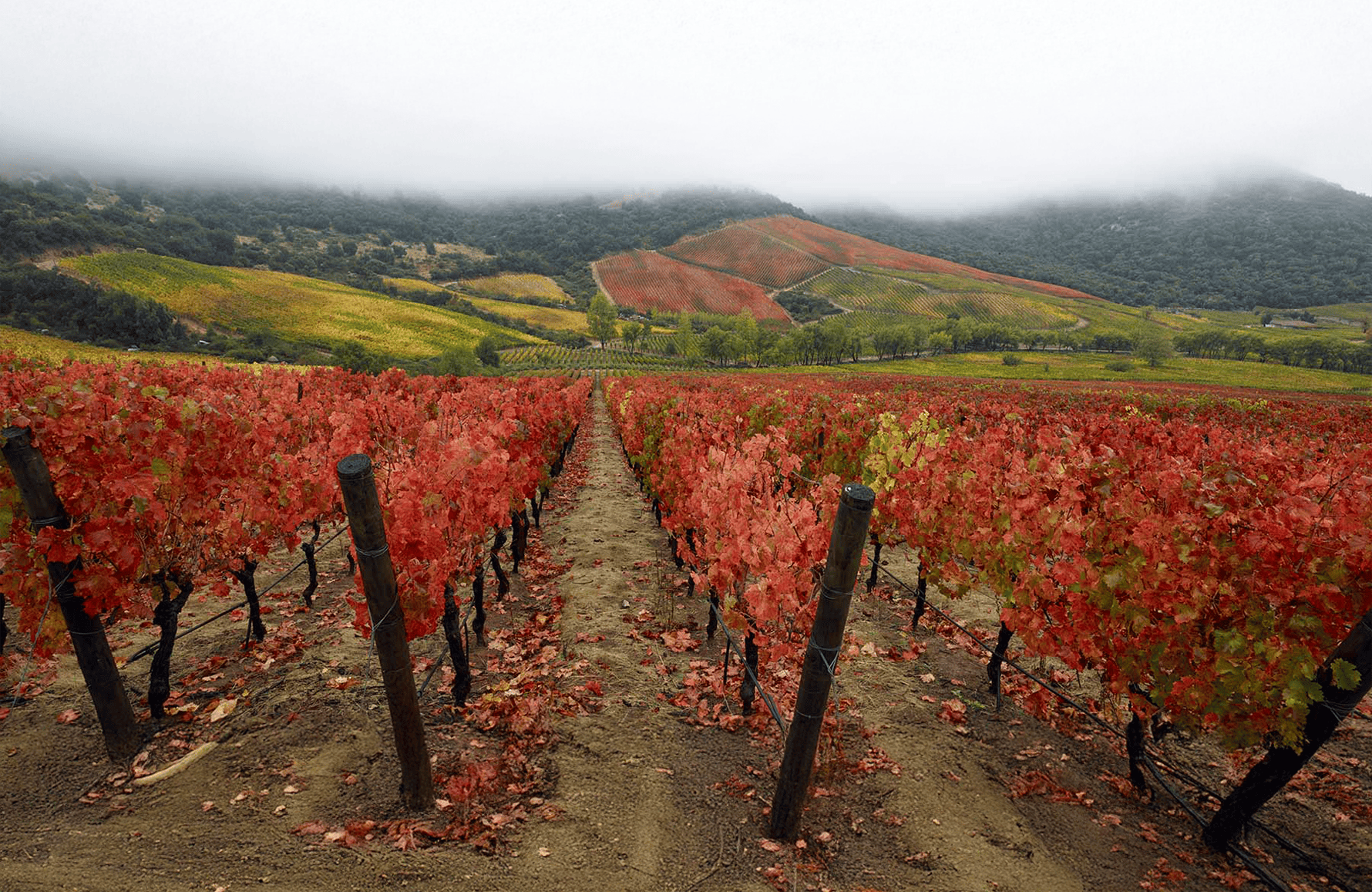 the story of Lapostolle - Chile