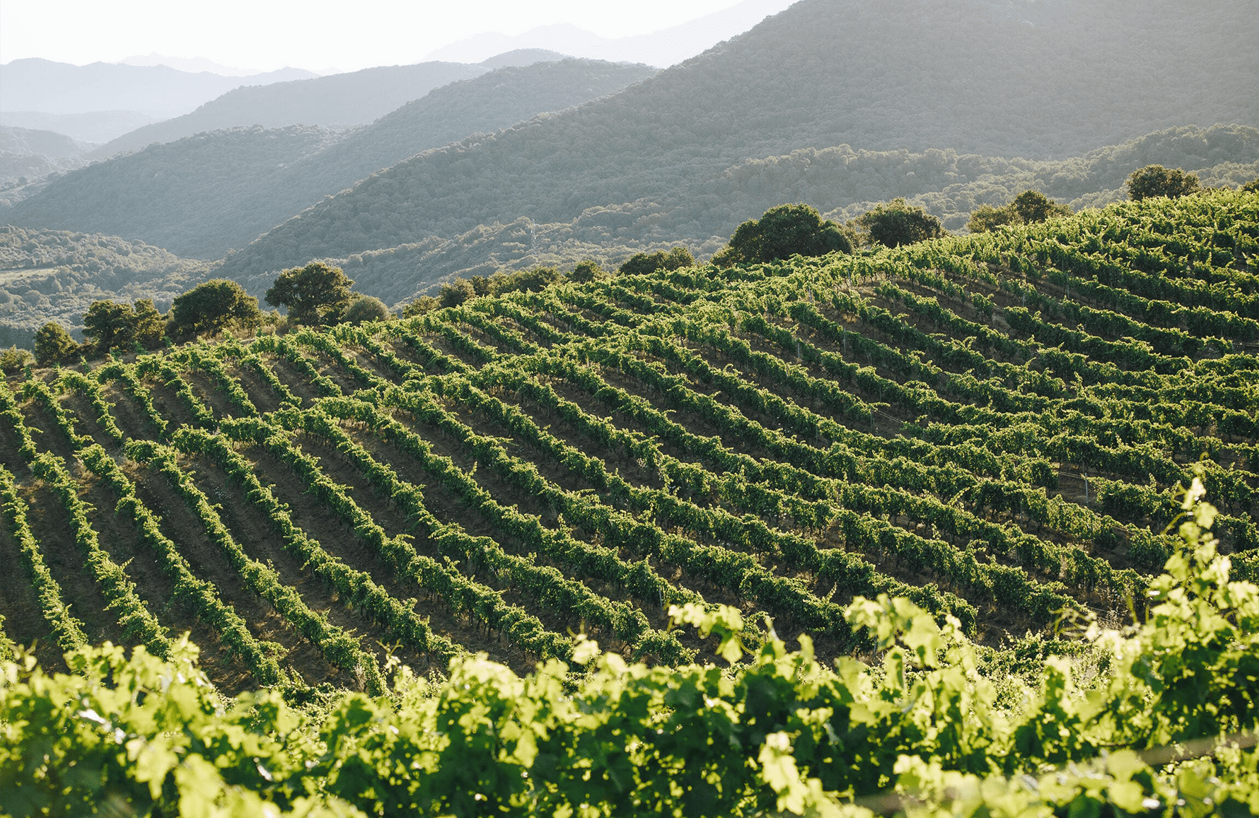 die Geschichte der Anwesen des Grafen Abbatucci