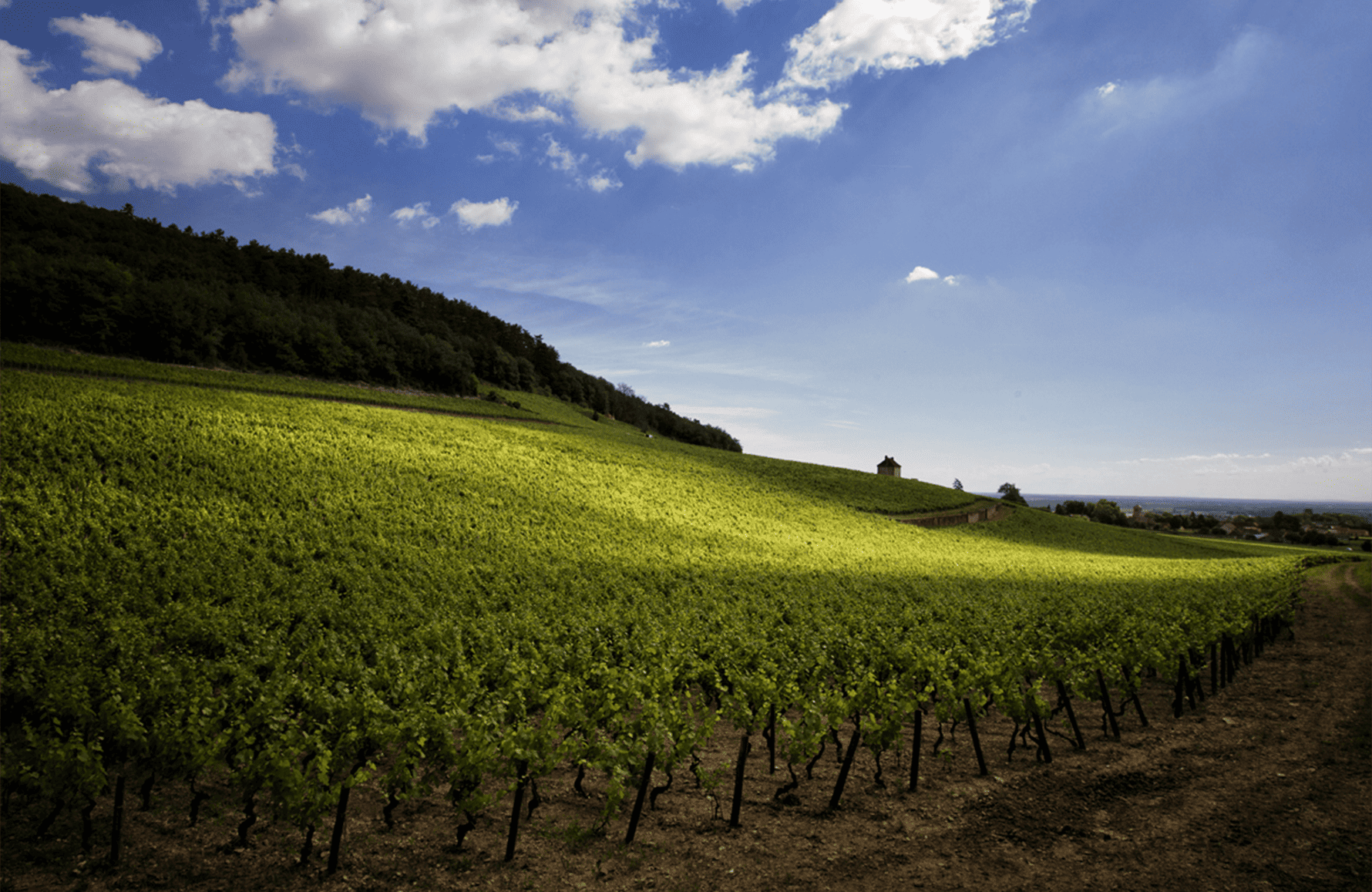 la storia di Domaine Denis Mortet