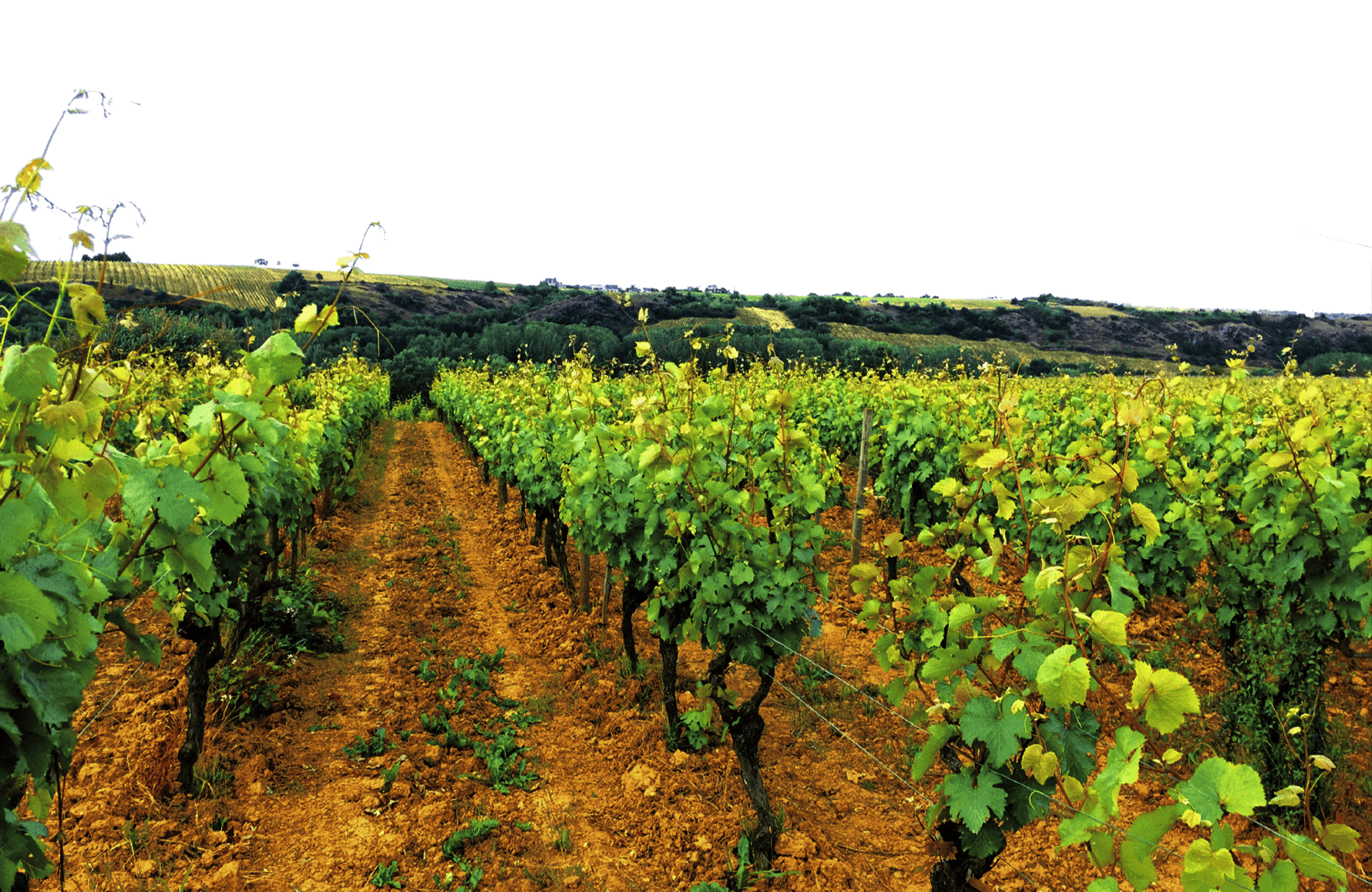 the story of Domaine du Fief Noir