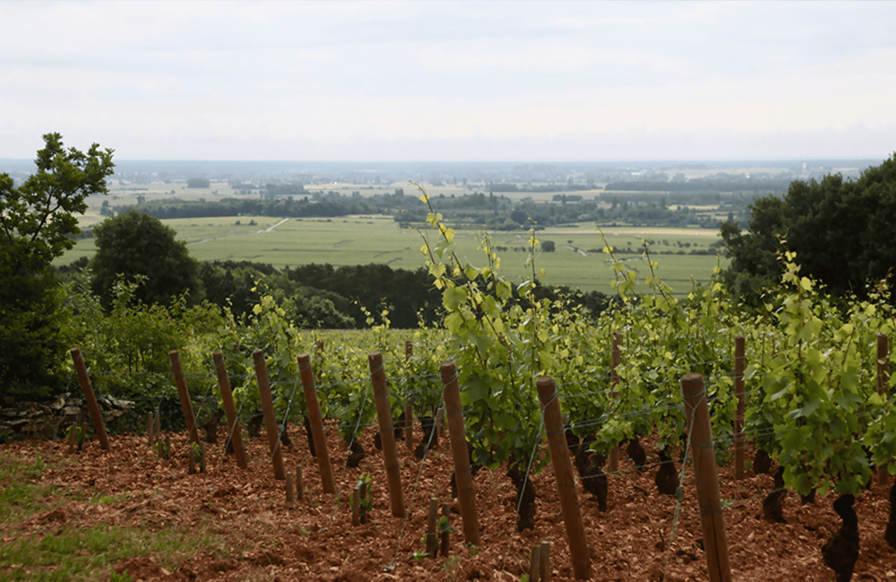 l’histoire du Domaine Etienne Sauzet