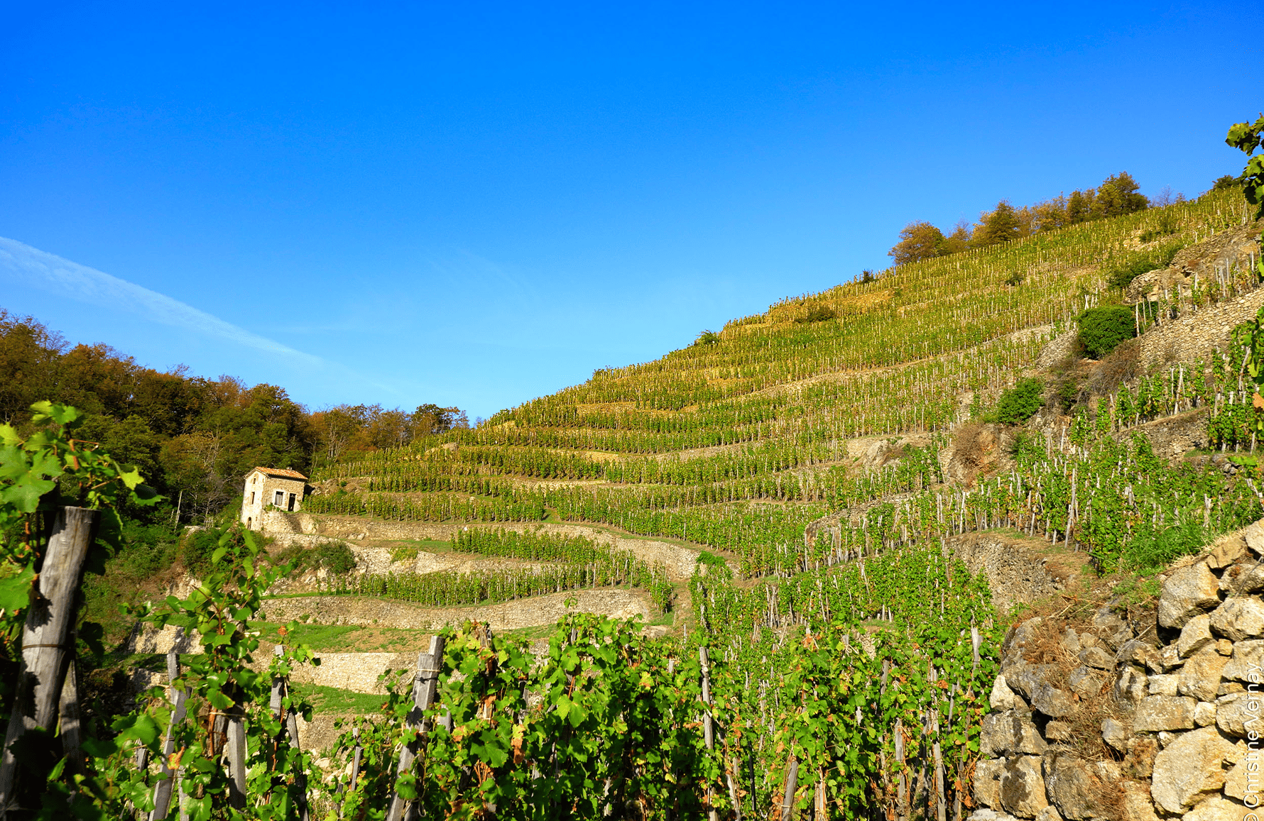 die Geschichte der Georges Vernay Estate