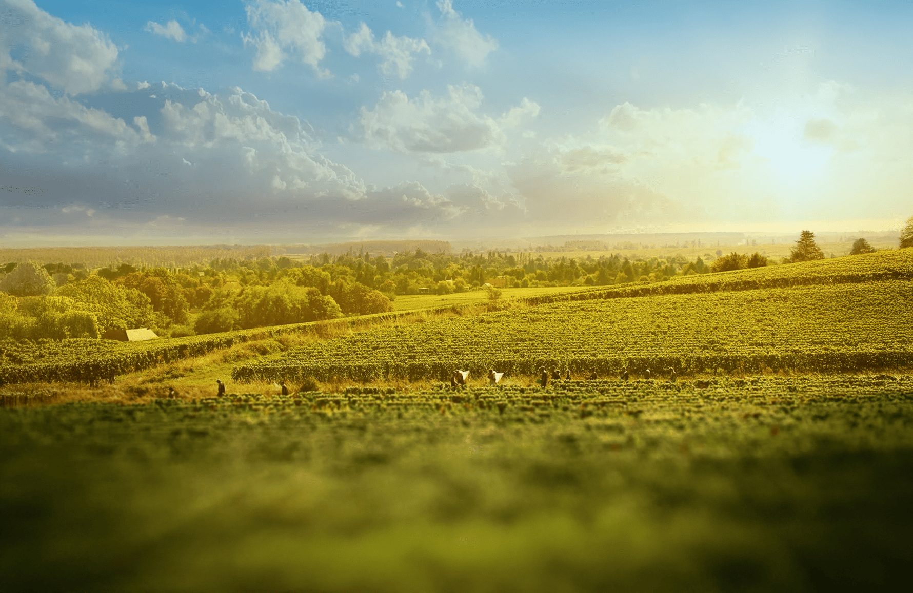 die Geschichte der Joblot Estate