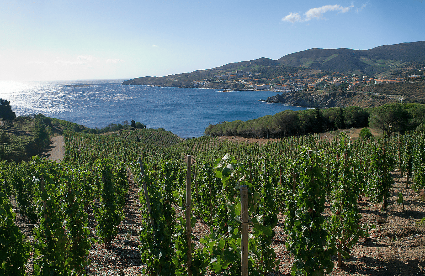 die Geschichte der Domaine Madeloc