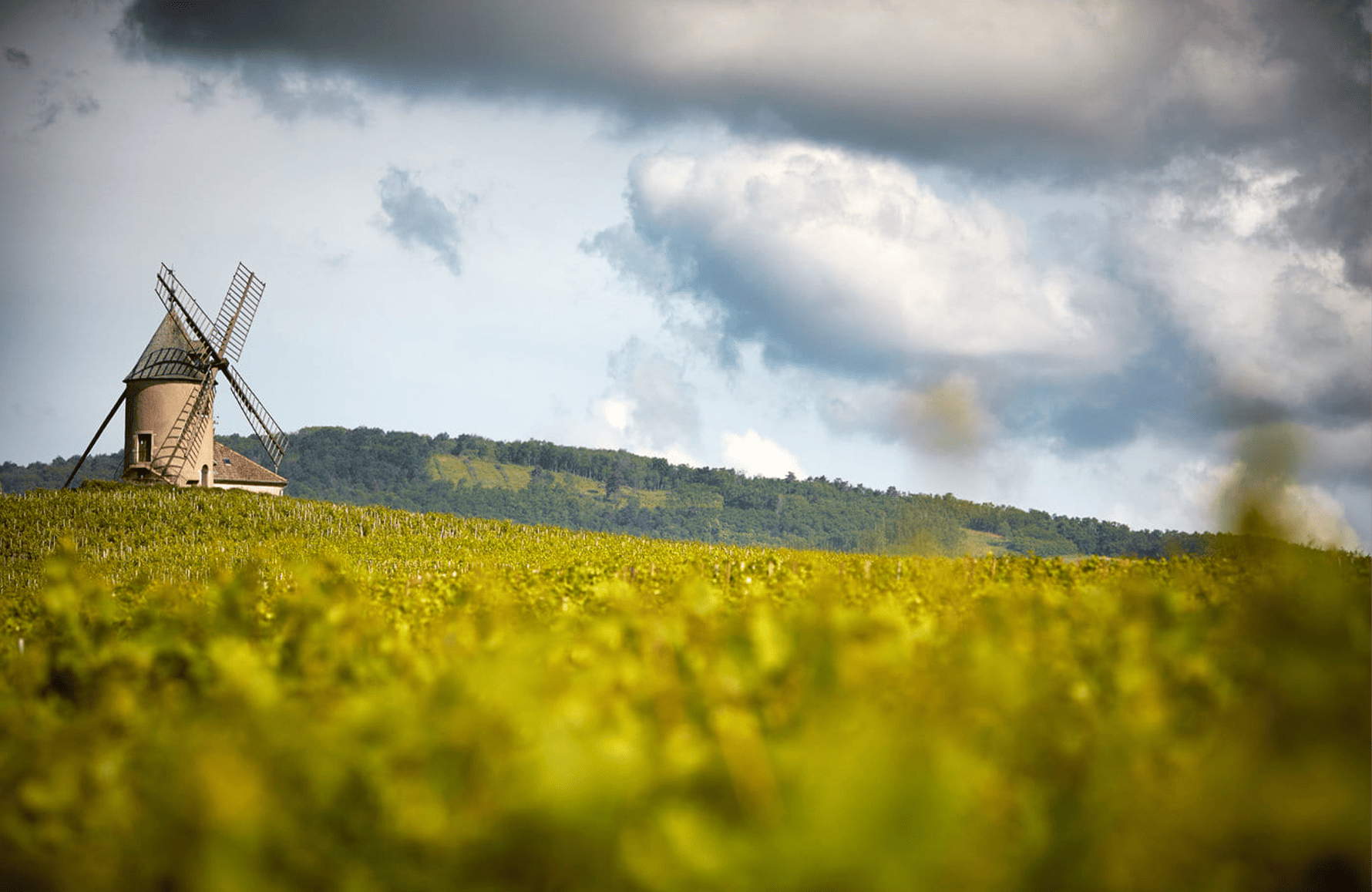 die Geschichte der Familie Labruyère