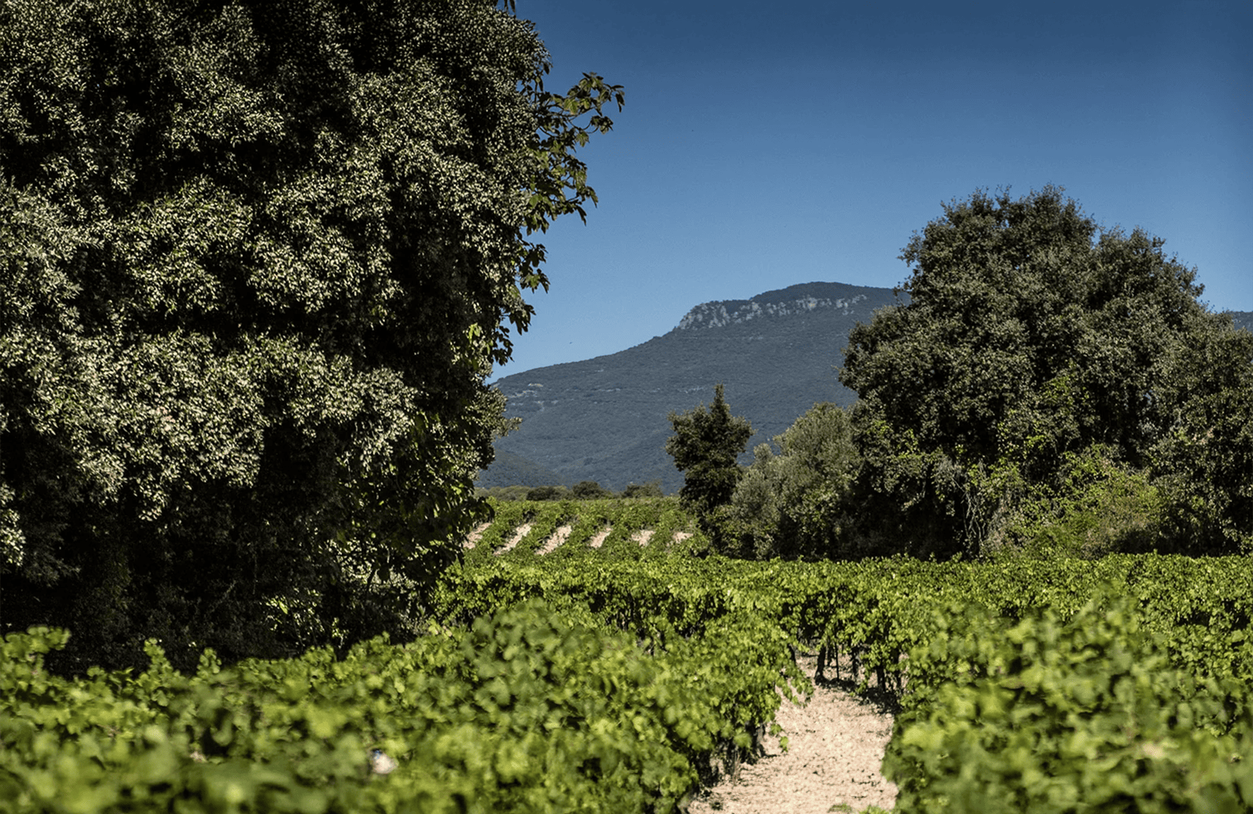 the story of Mas Cal Demoura