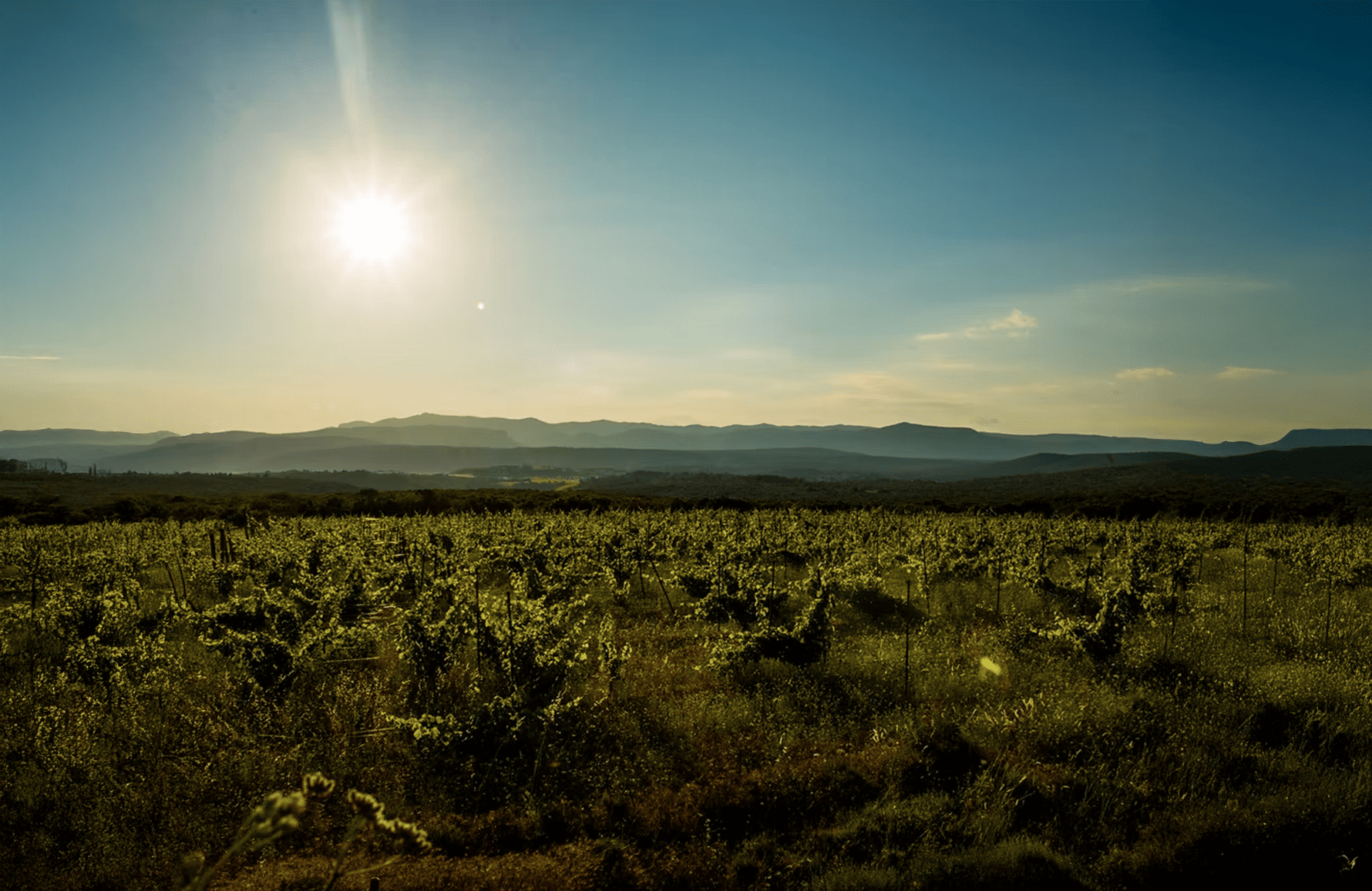 die Geschichte der Mas des Agrunelles