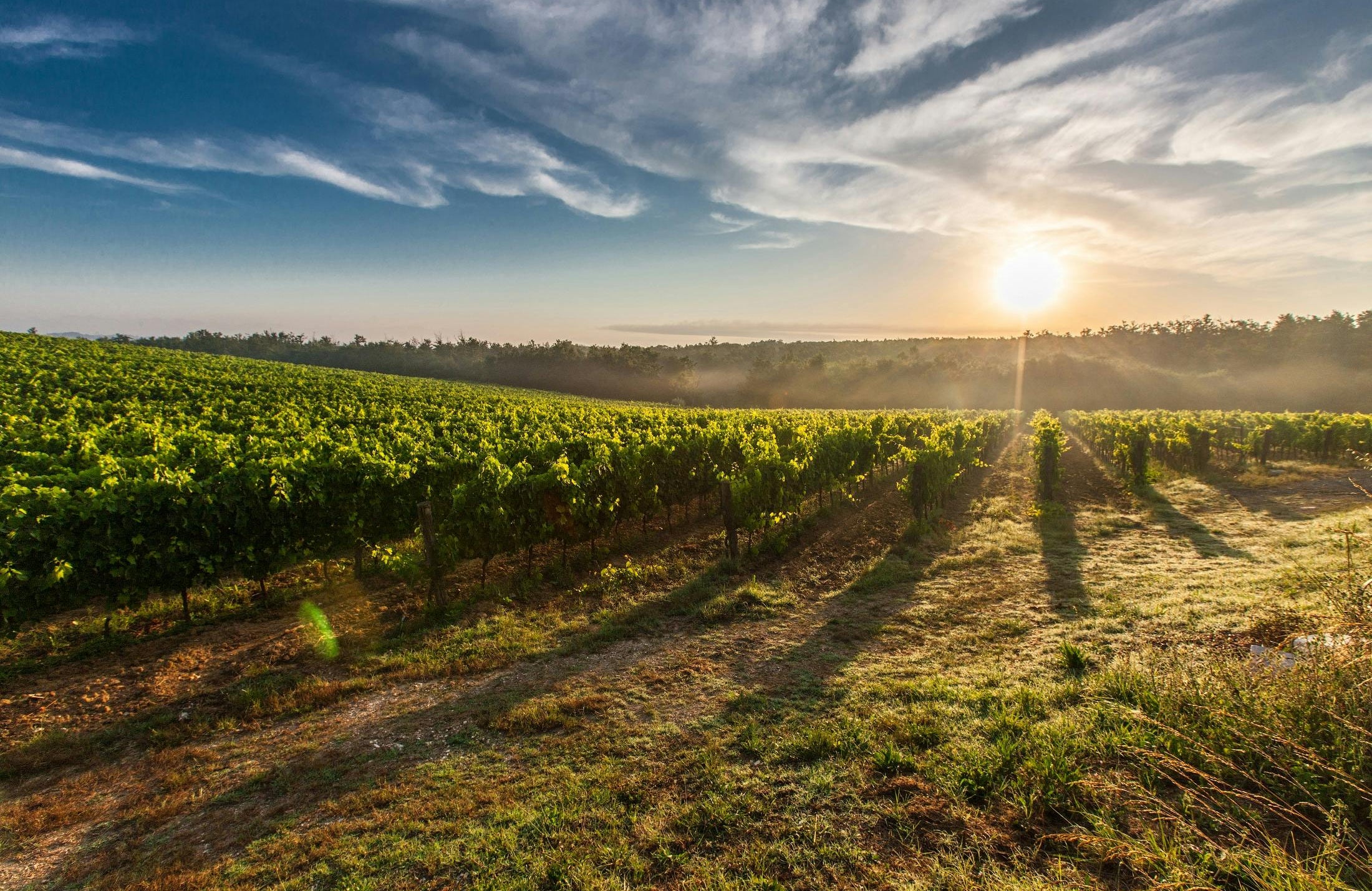 Weine Château La Violette
