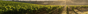 Château Latour in Pomerol