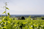 Domaine Michel Lafarge