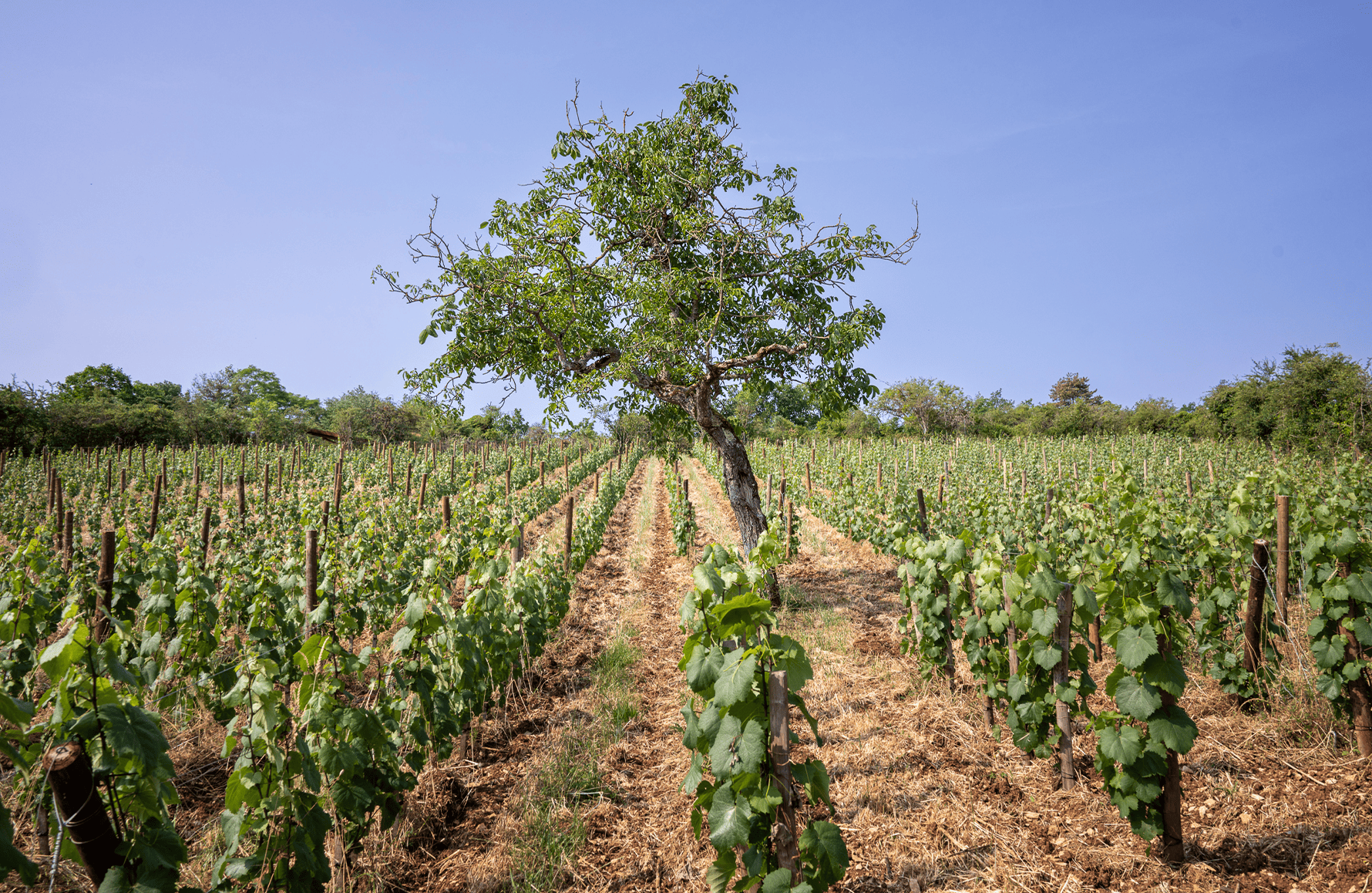 Domaine Boris Champy