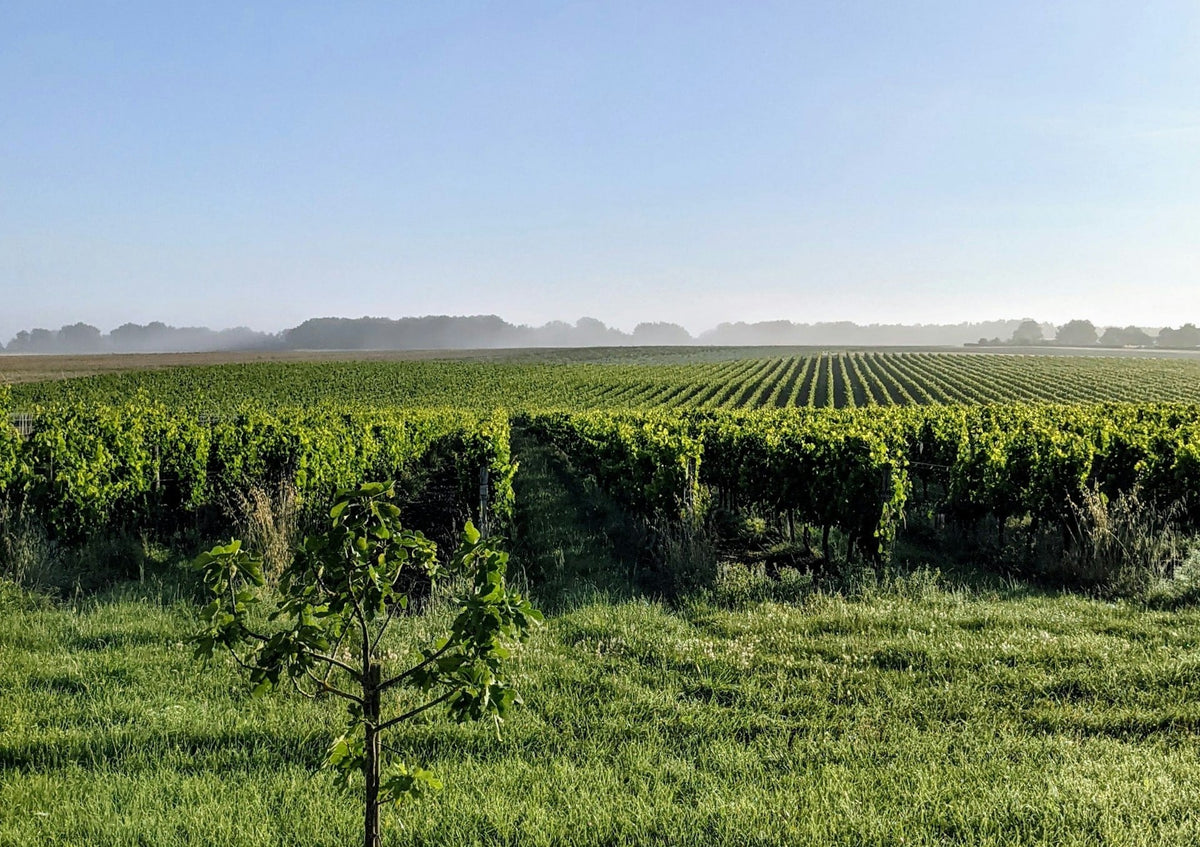 Vignoble Bordeaux