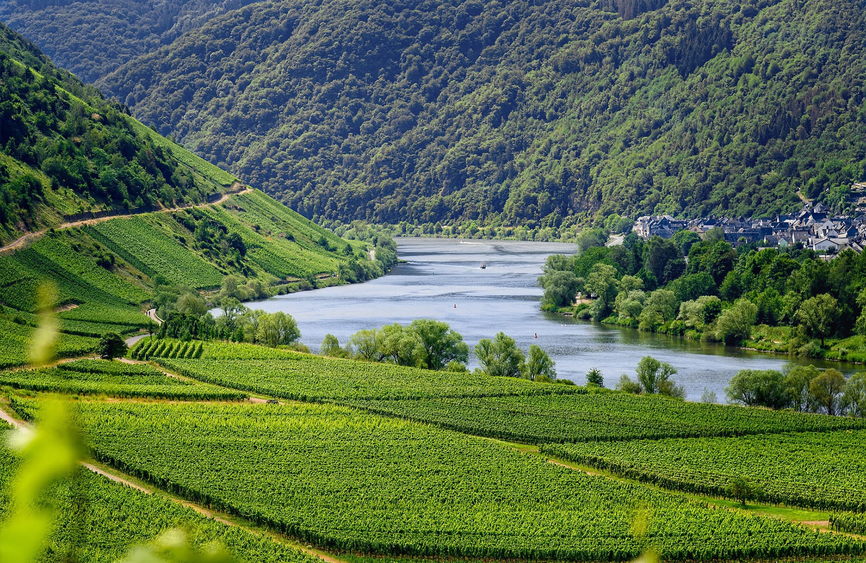 l’histoire du Domaine Marcel Lapierre