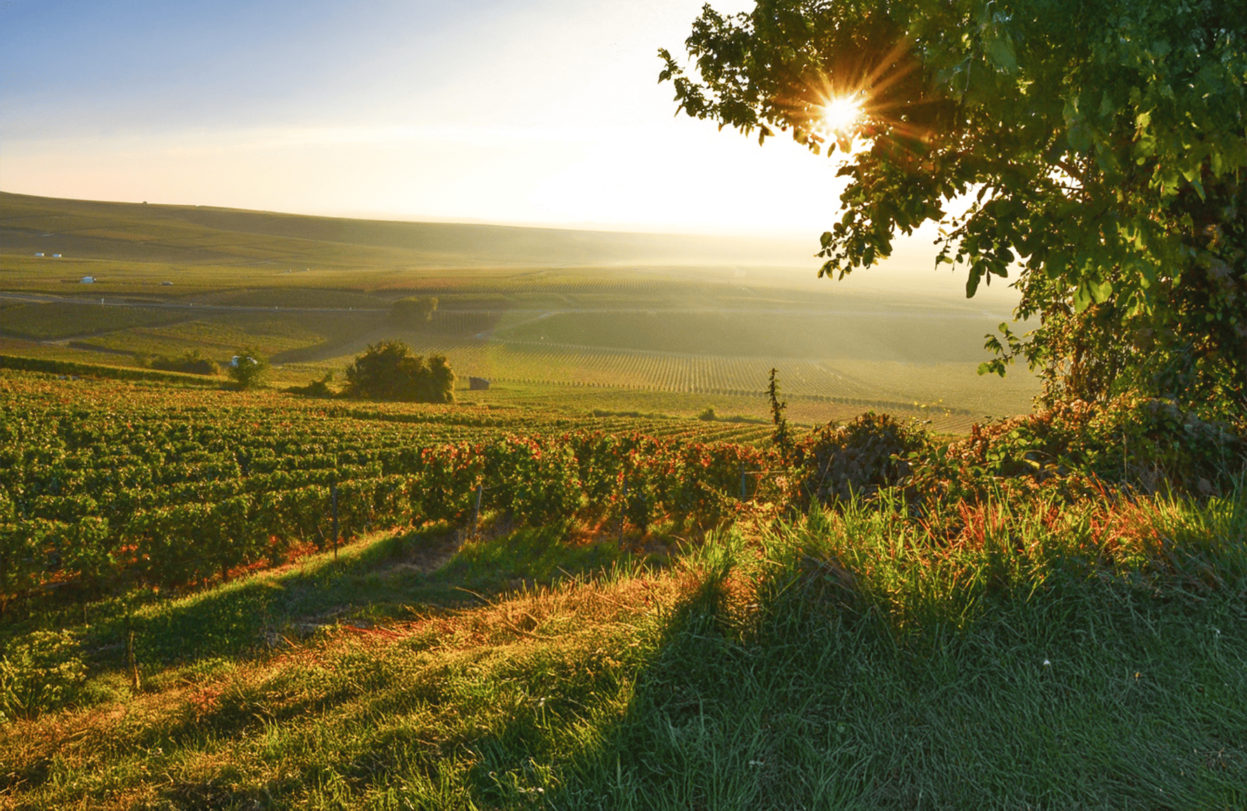 l’histoire du Champagne Larmandier-Bernier