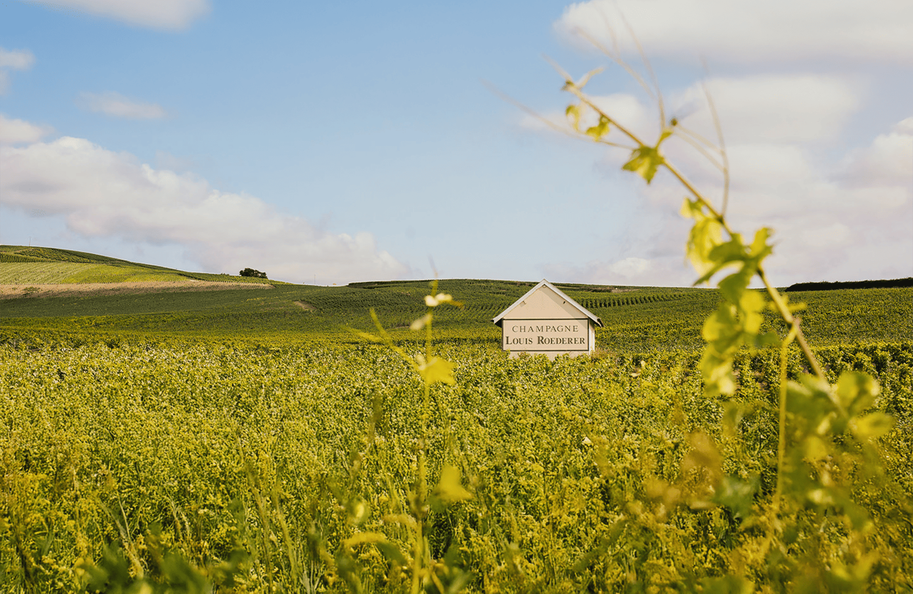 die Geschichte der Champagner Louis Roederer