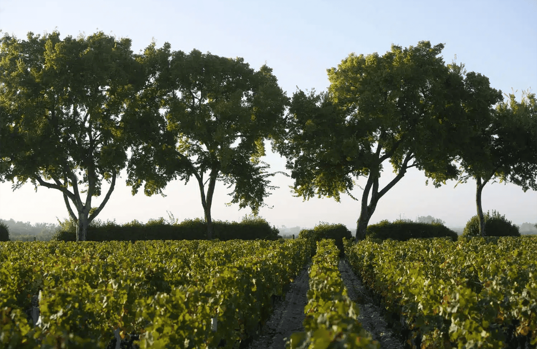 the story of Château Chasse-Spleen