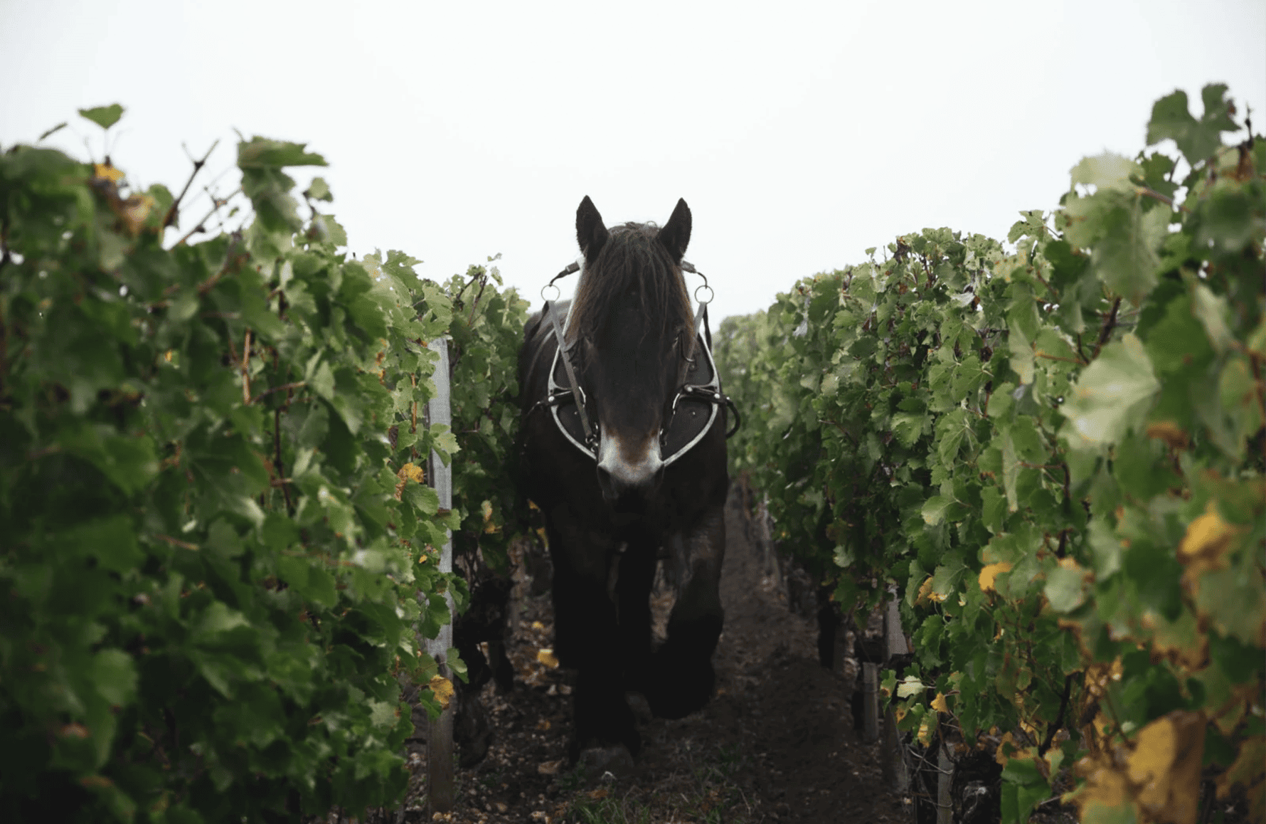 l’histoire du Château Clinet