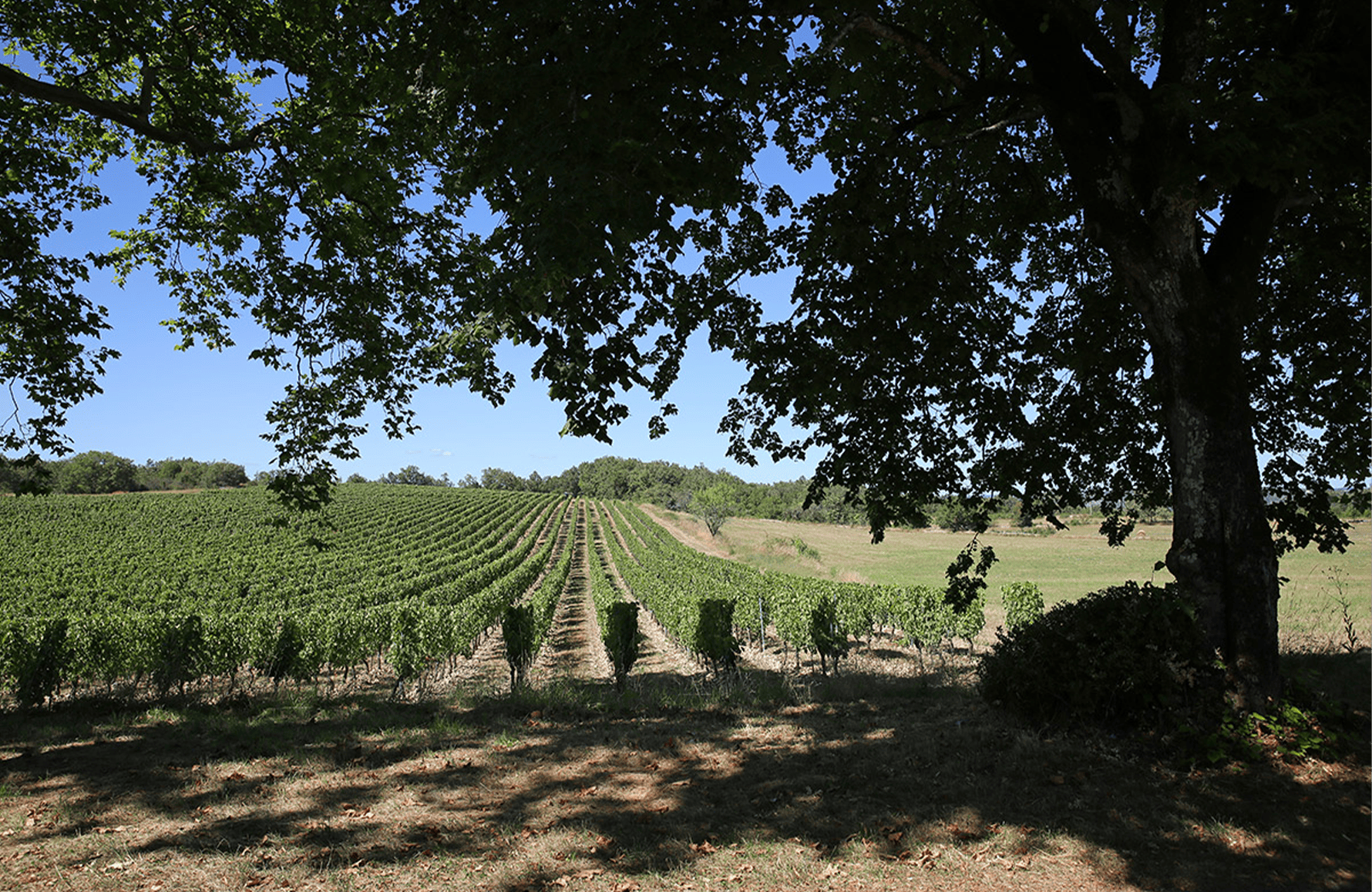 the story of Château Combel-la-Serre