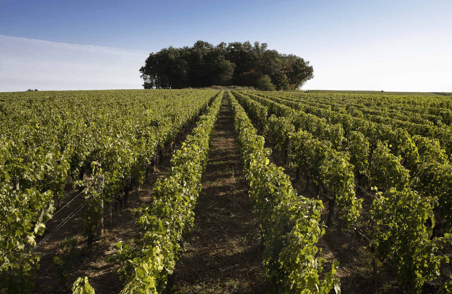 l’histoire du Château de Ferrand