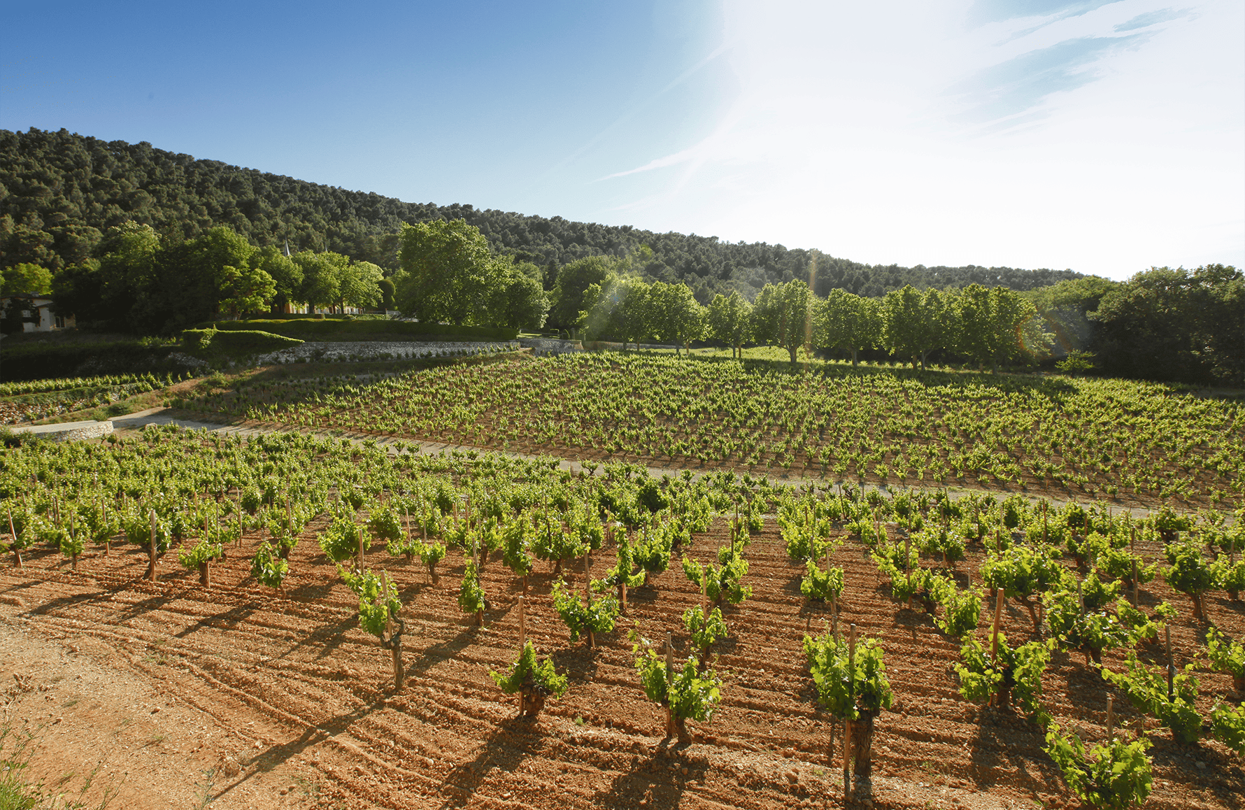 the story of Château Simone