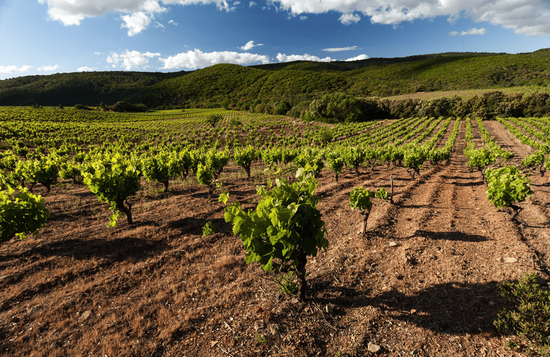 the story of Clos Bagatelle