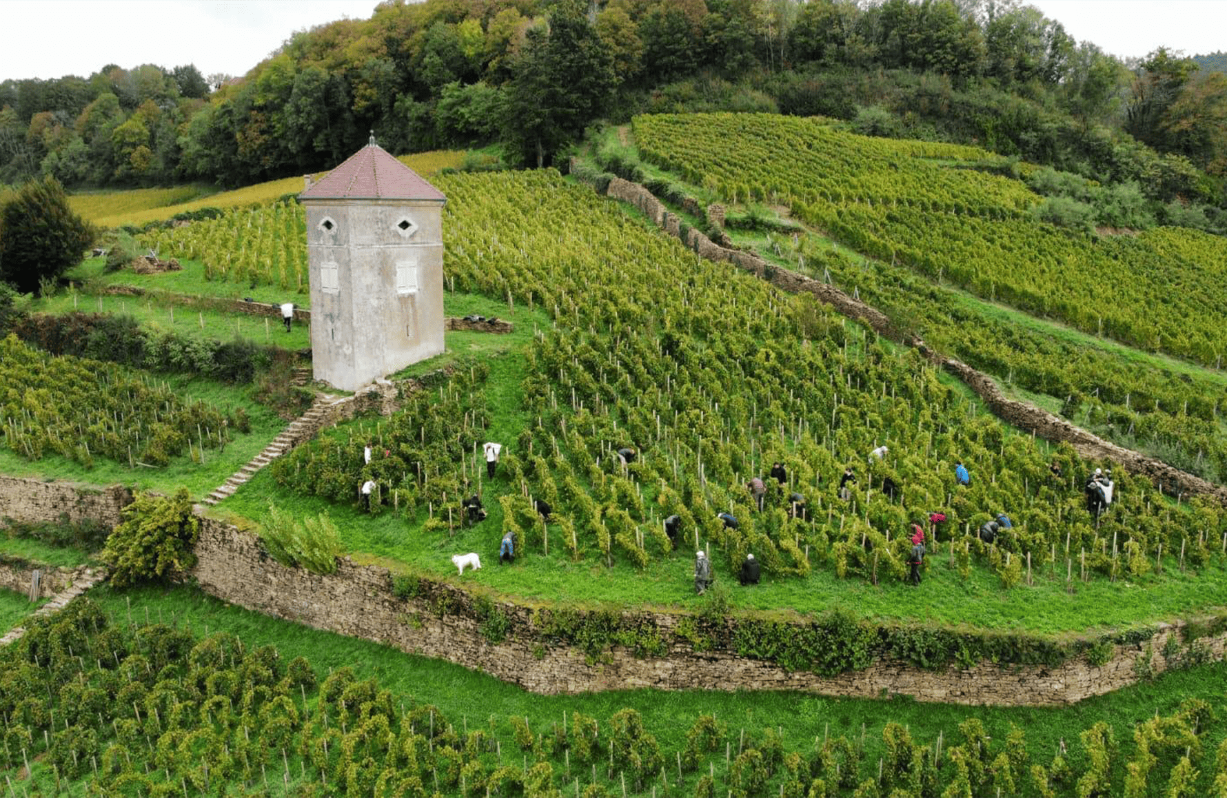 the story of Domaine André et Mireille Tissot