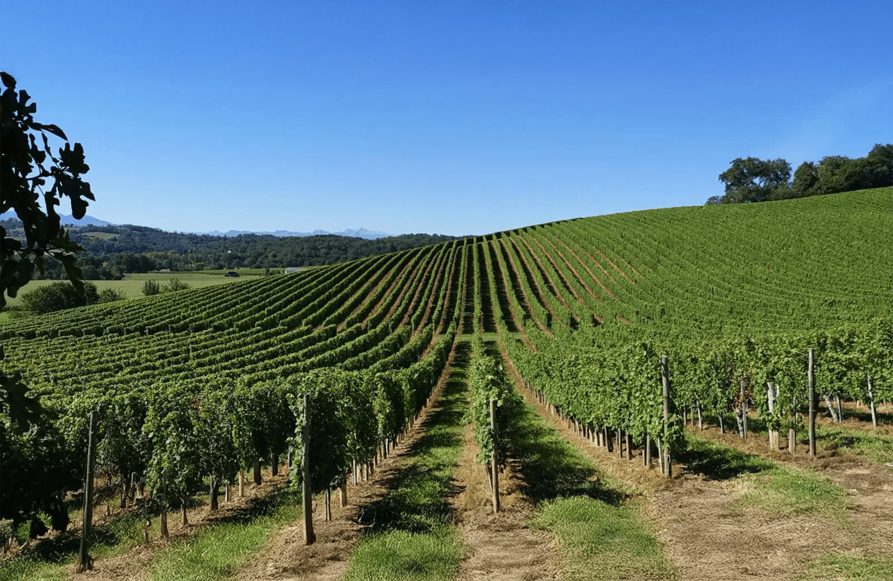 the story of Cauhapé Estate