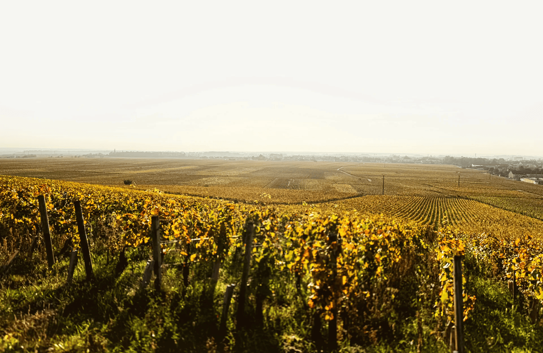 l’histoire du Domaine Chantal Lescure