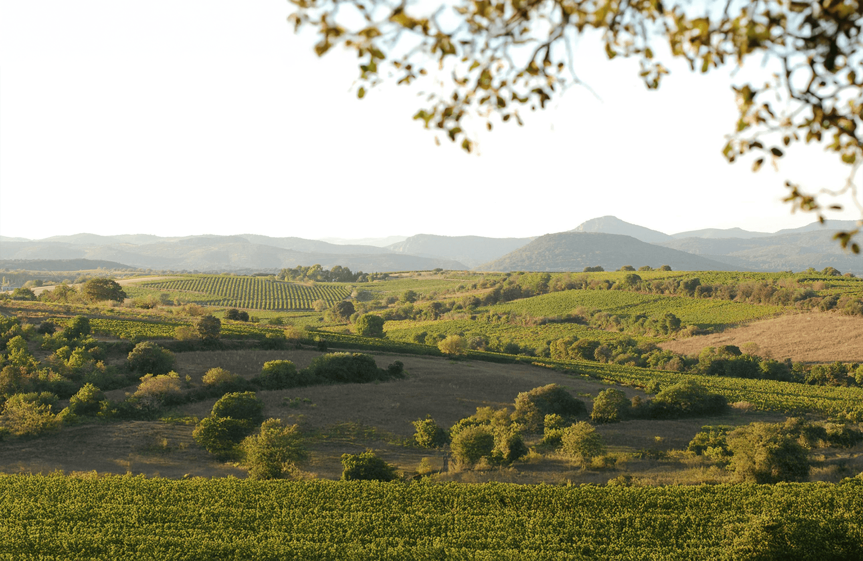 the story of Domaine des Aurelles