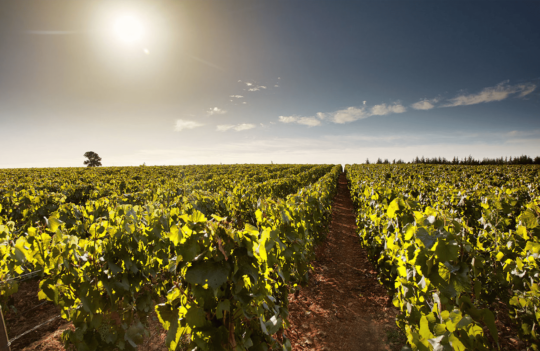 the story of Domaine des Perdrix