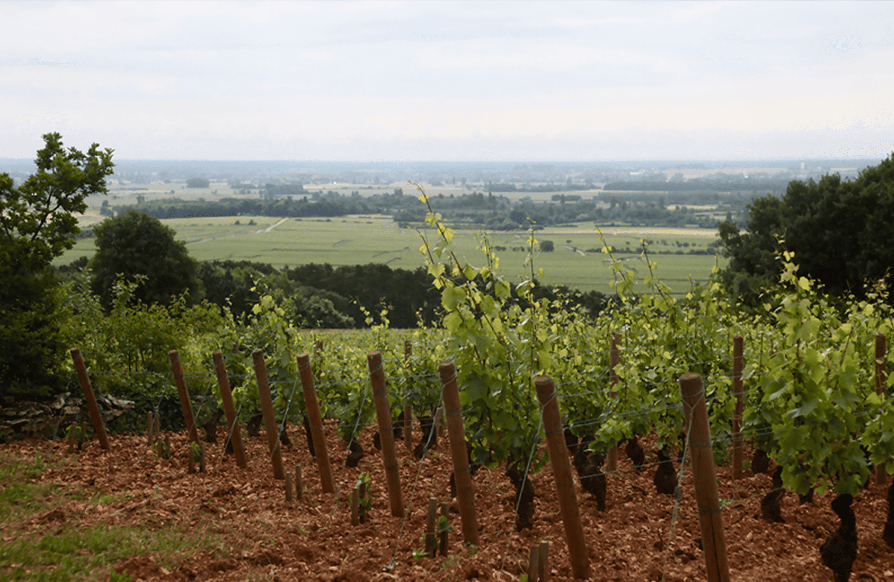 l’histoire du Domaine Etienne Sauzet