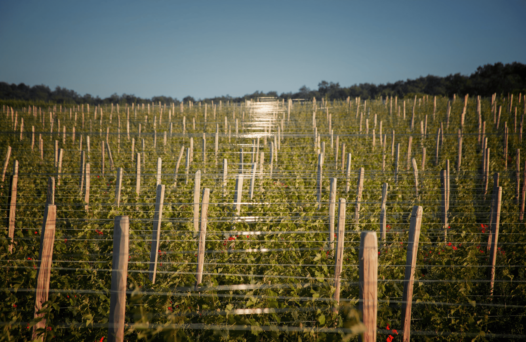 l’histoire du Domaine Grosbois