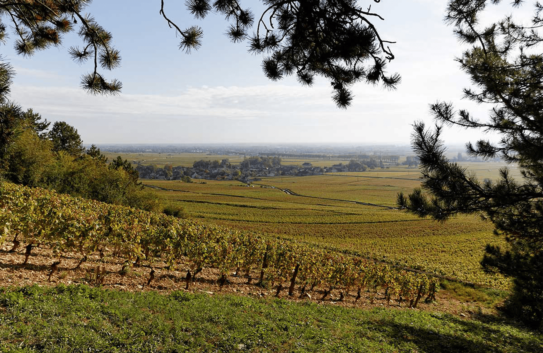the story of Domaine Joseph Voillot