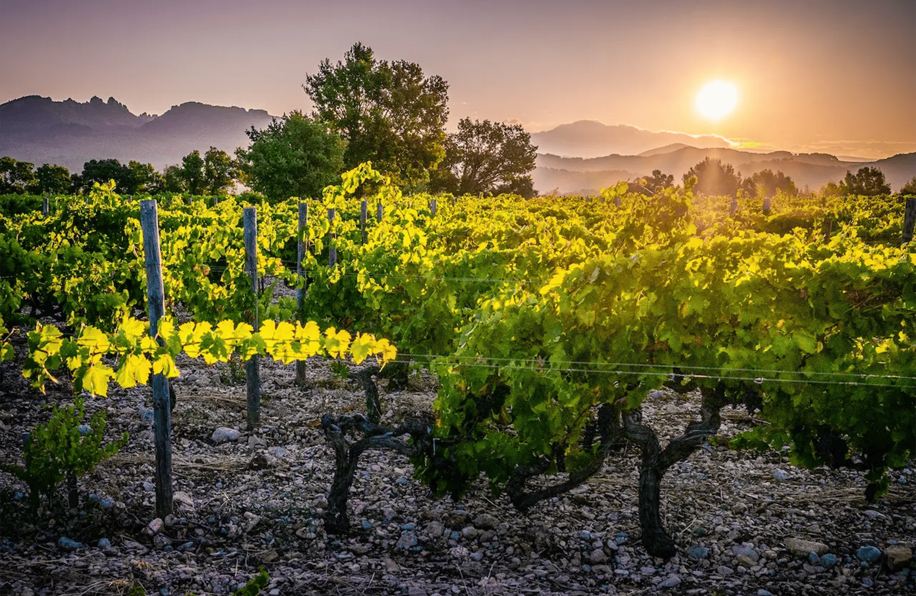 the story of Domaine le Sang des Cailloux