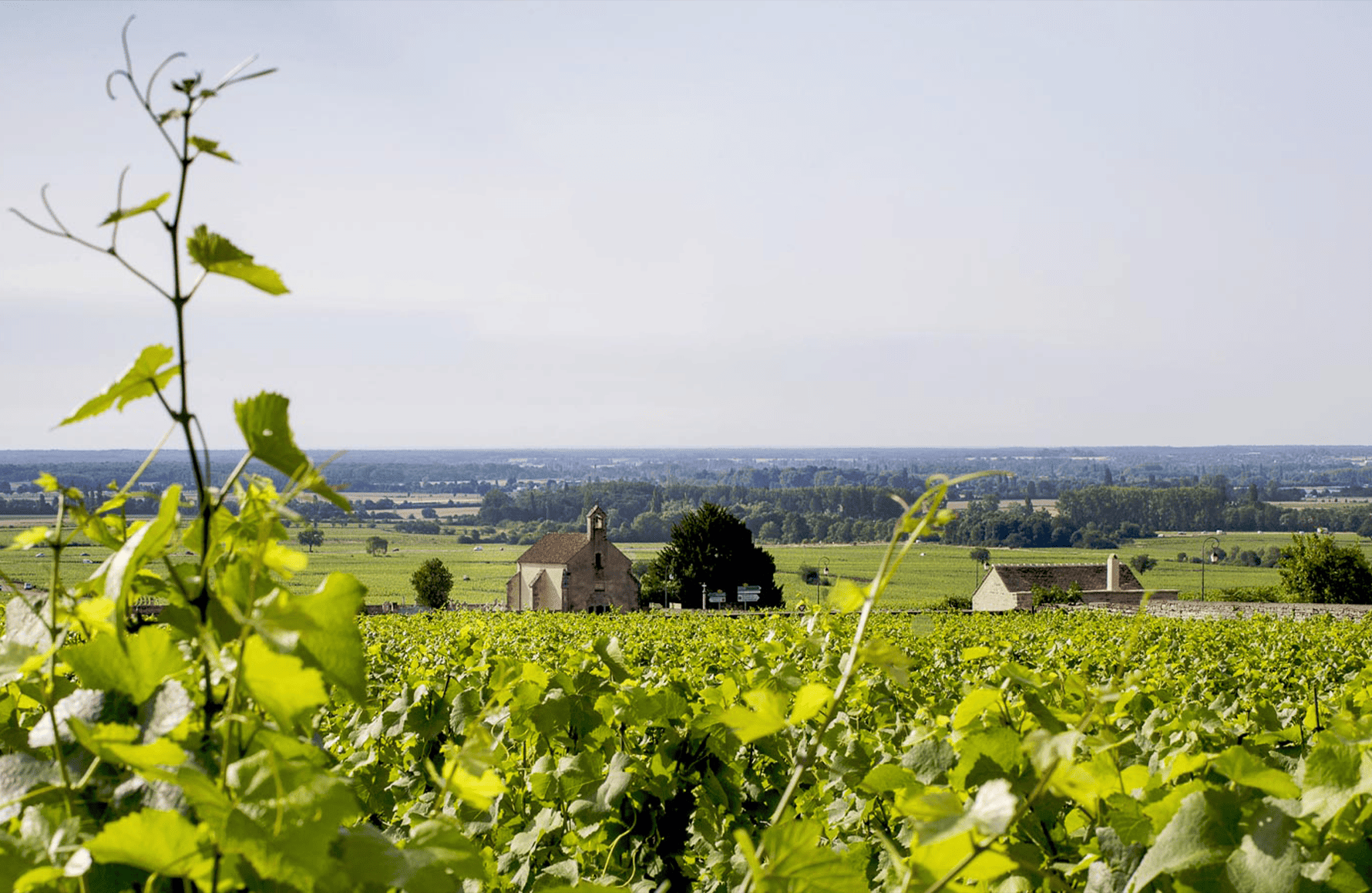 the story of Domaine Michel Lafarge