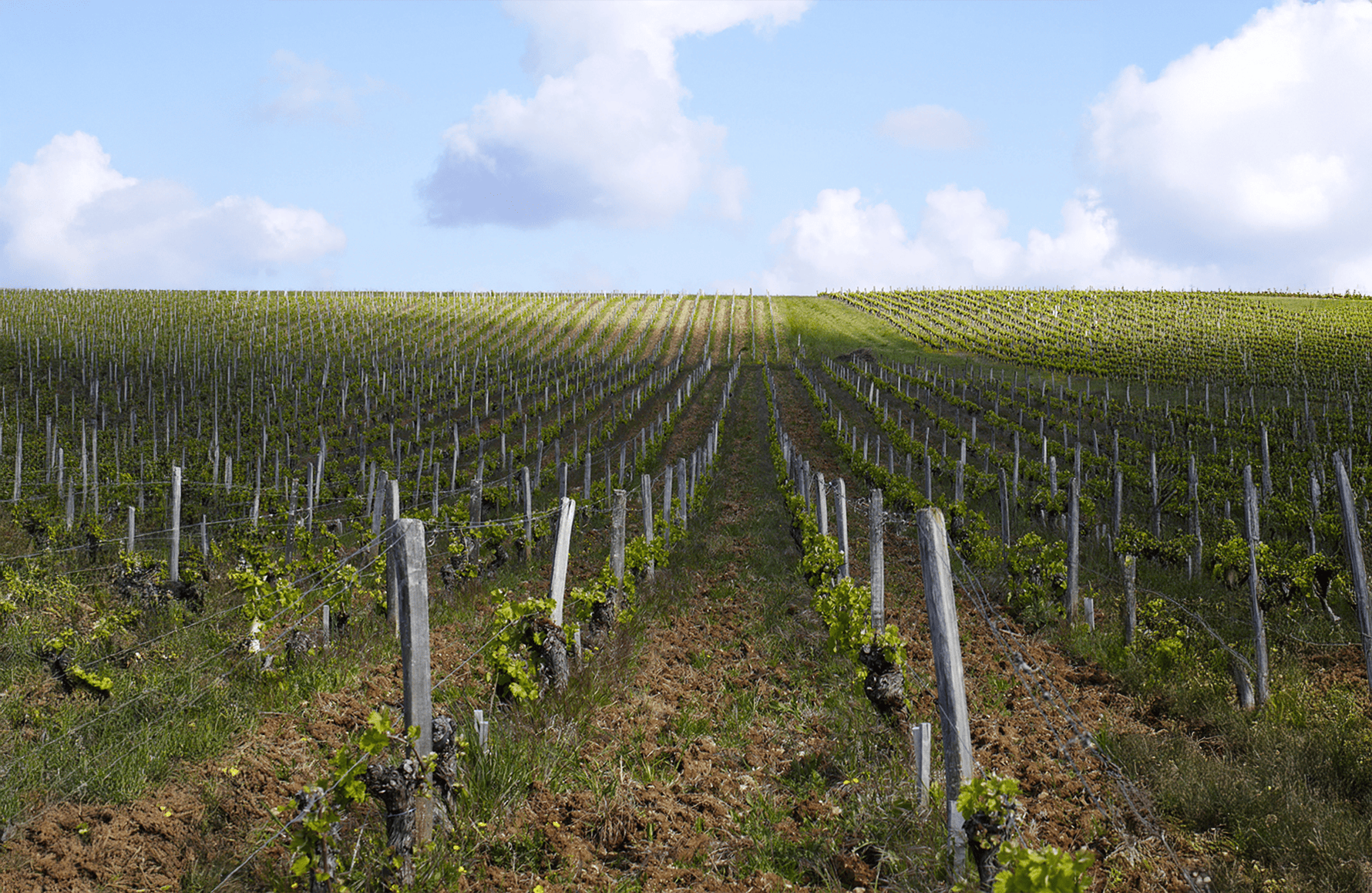 the story of Domaine Philippe Gilbert