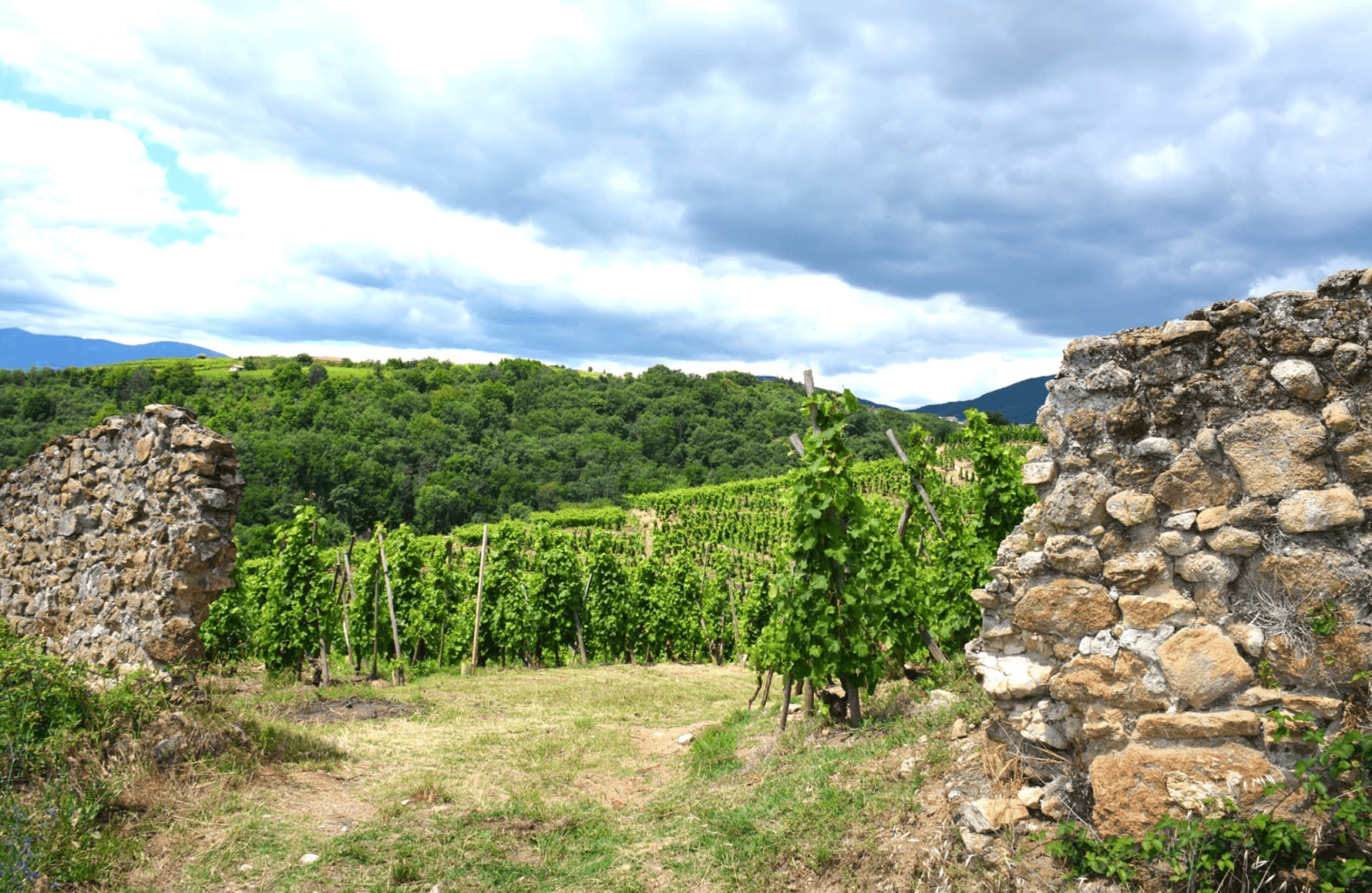 the story of Domaine Niero
