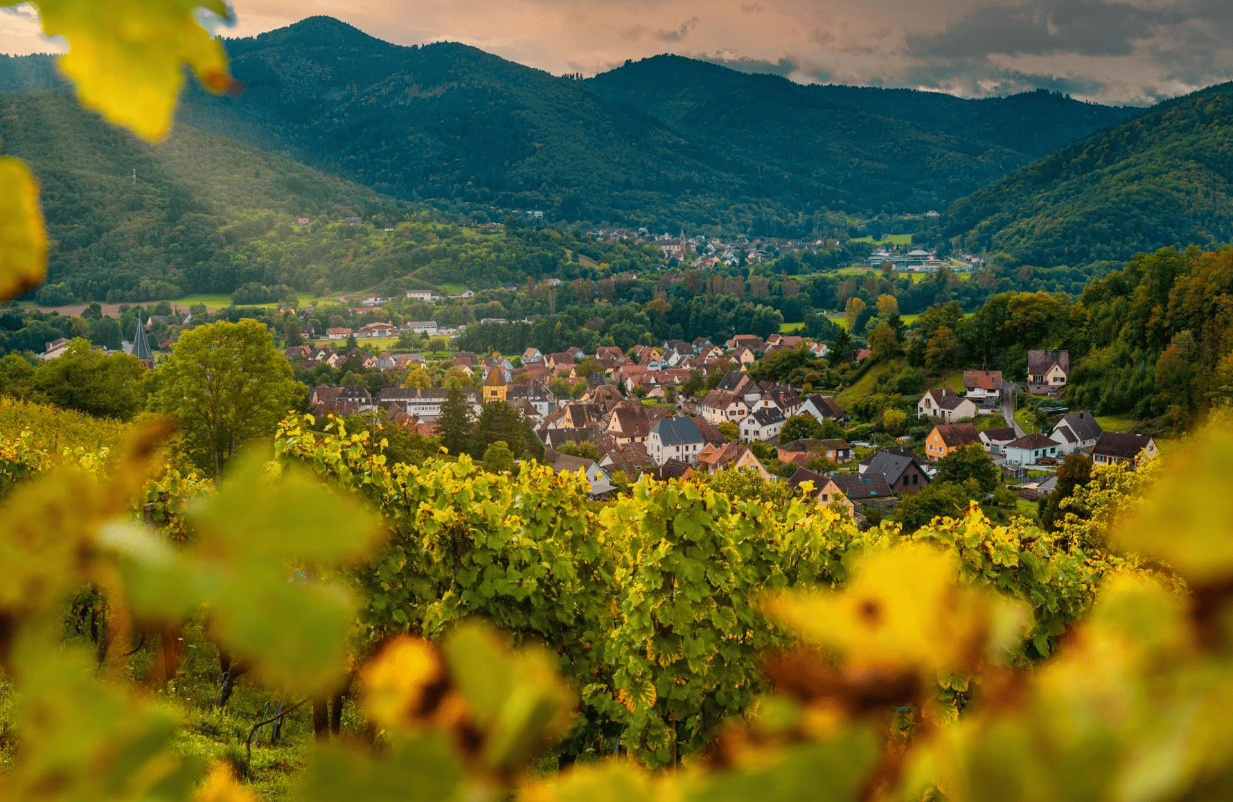 la storia di Schoenheitz