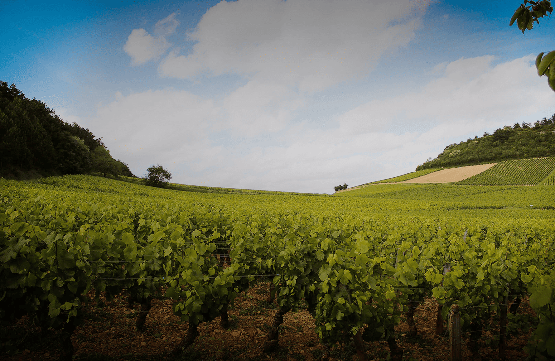 the story of Domaine Theulot Juillot