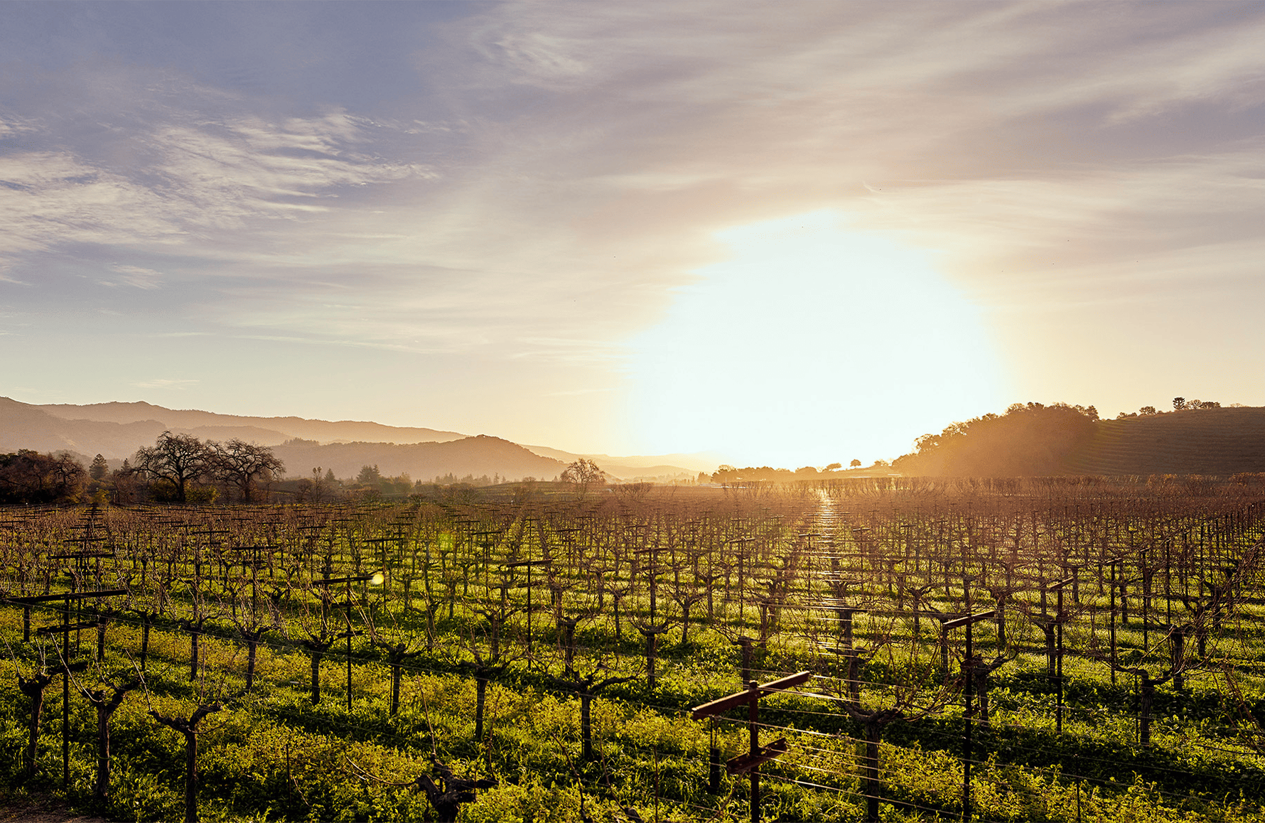 die Geschichte der Dominus Estate - Vereinigte Staaten