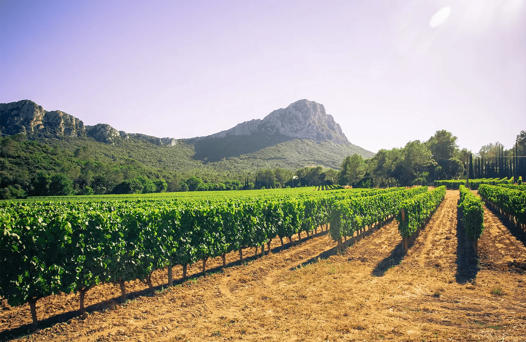 la storia di Mas Bruguière