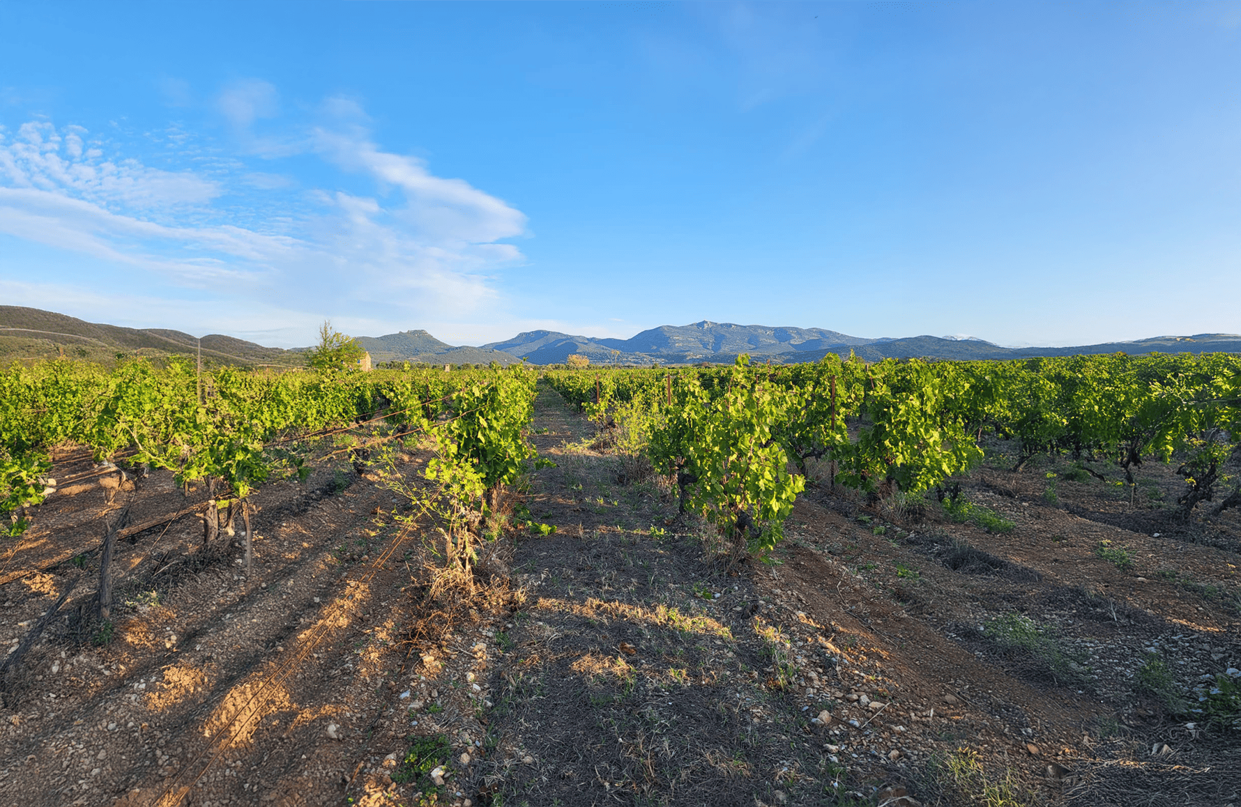 la storia di Mas de l'Ecriture