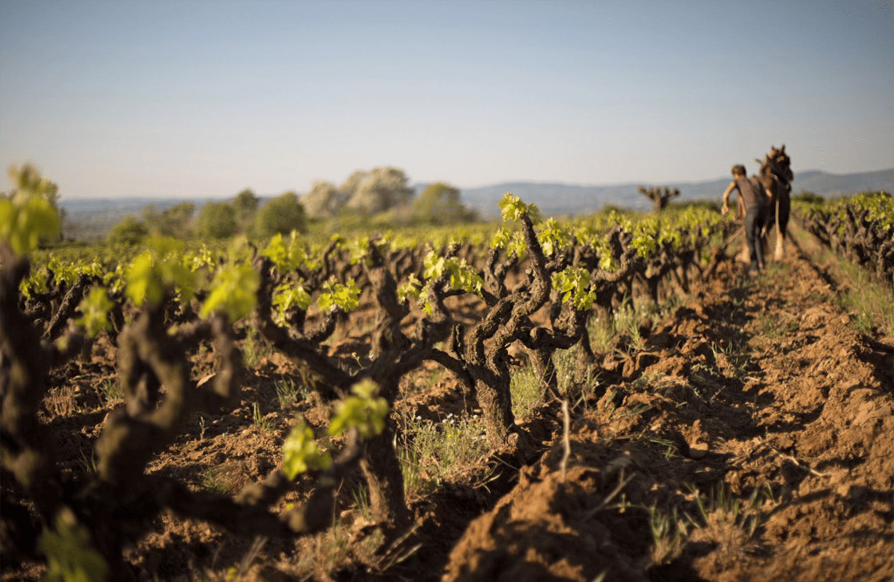 the story of Mas de Libian