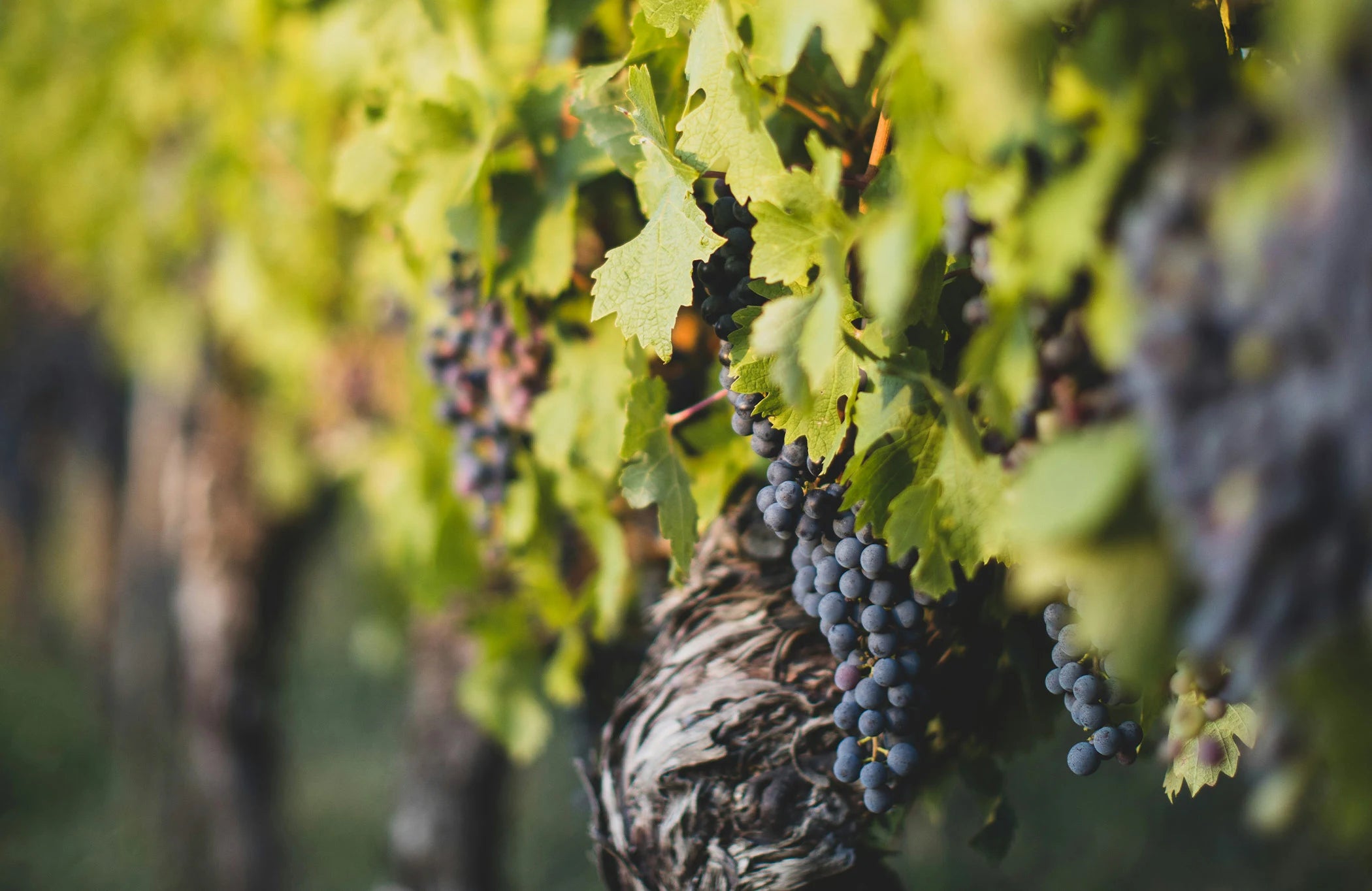 die Geschichte der Petrus